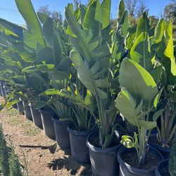 Giant Bird Of Paradise 15 Gallon 