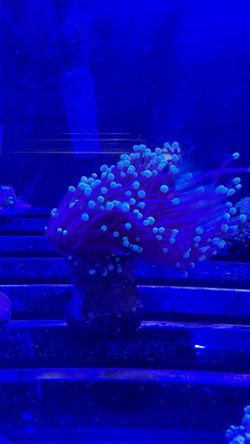 Frags/Corals /Saltwater fish