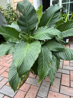 Indoor Plants