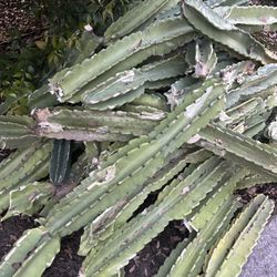 Cactus Cuttings
