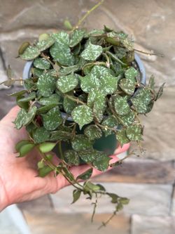 Hoya curtisii