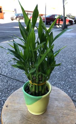 Chinese lucky bamboo for good health