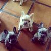 Aretmisthefrenchie