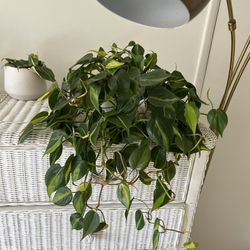 Philodendron Brazil Plant 