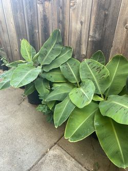 Dwarf Banana Tree 