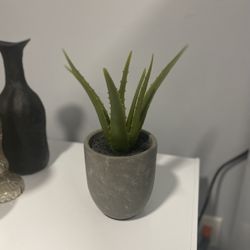 Decorative Indoor Plant 