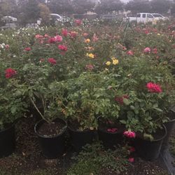Rose Bush 