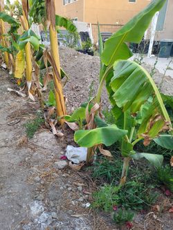 Banana Plants