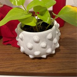 Ceramic White Pot 
