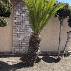 !! 🌴Free Palm Tree 🌴  !!