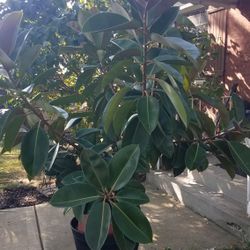 Monster Rubber Tree Plant Over 20 Years Old