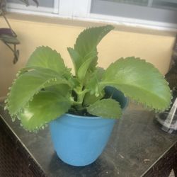 Mother Of Thousands Plant
