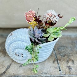 Happy Mother’s Day Gift Succulents 