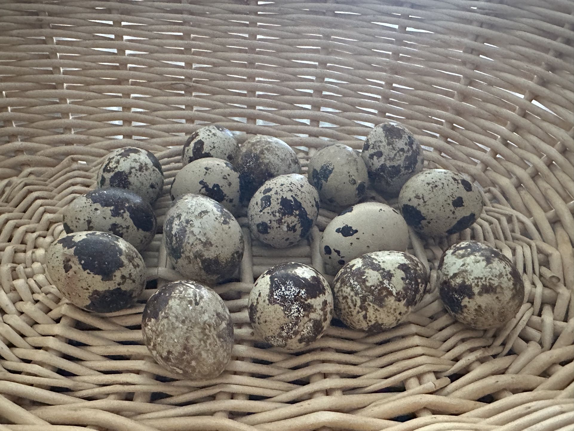 Organic Chicken Eggs & Quail Eggs