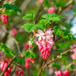 Red Flowering Currant (Ribes sanguineum) – Pacific Northwest Native