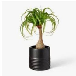 Artificial Plants 15.00 Each 