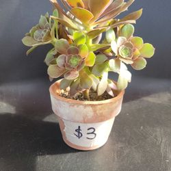 Plant For Sale...well Rooted