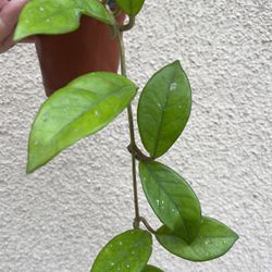 Beautiful Hoya Carnosa Splash Plant 