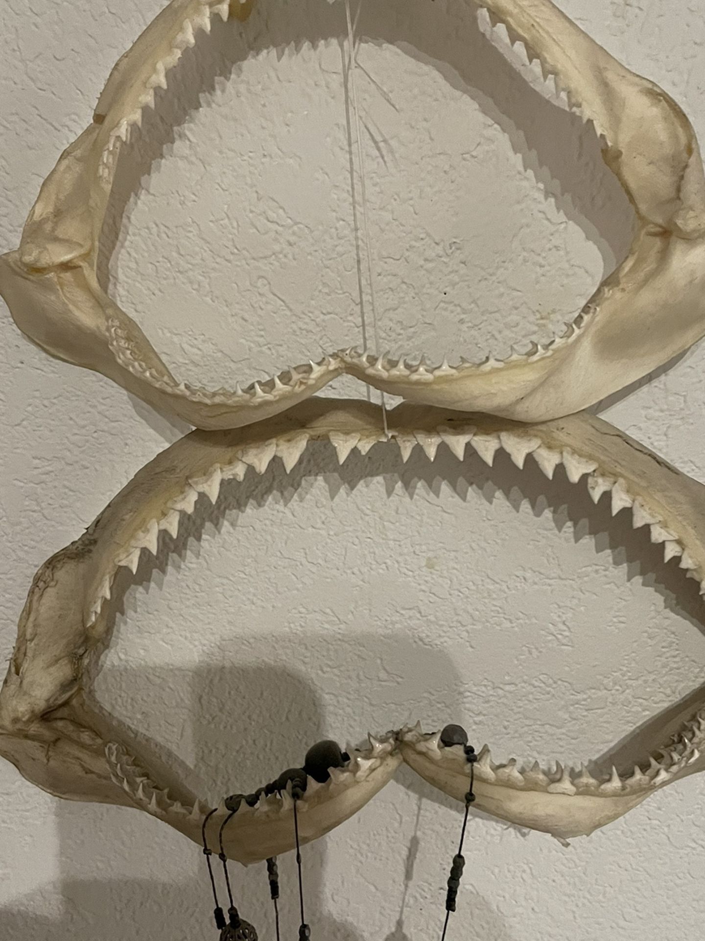 Jaws