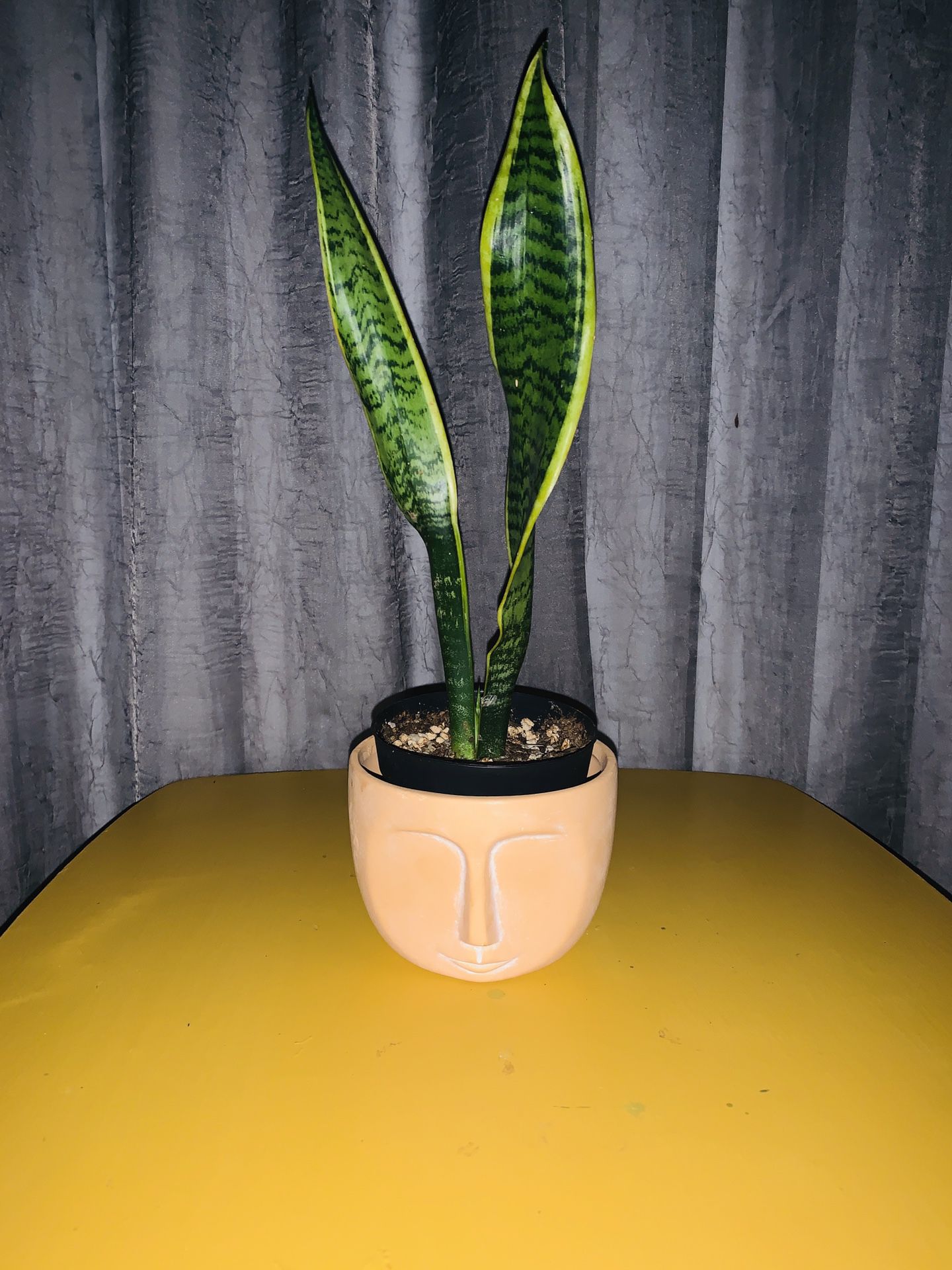 Snake plant with Boho pot!