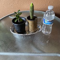 Set De Corona De Cristo Y Cactus Echinopsis Spachiana 