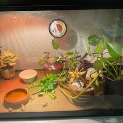 Chameleon Tank Plus The Chameleon 