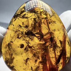 Encased in genuine Baltic amber, this ancient hornet offers a stunning window into the Jurassic era. Formed over 40 million years ago, the rich golden