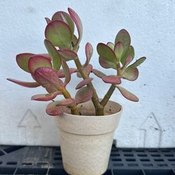 Jade Tree