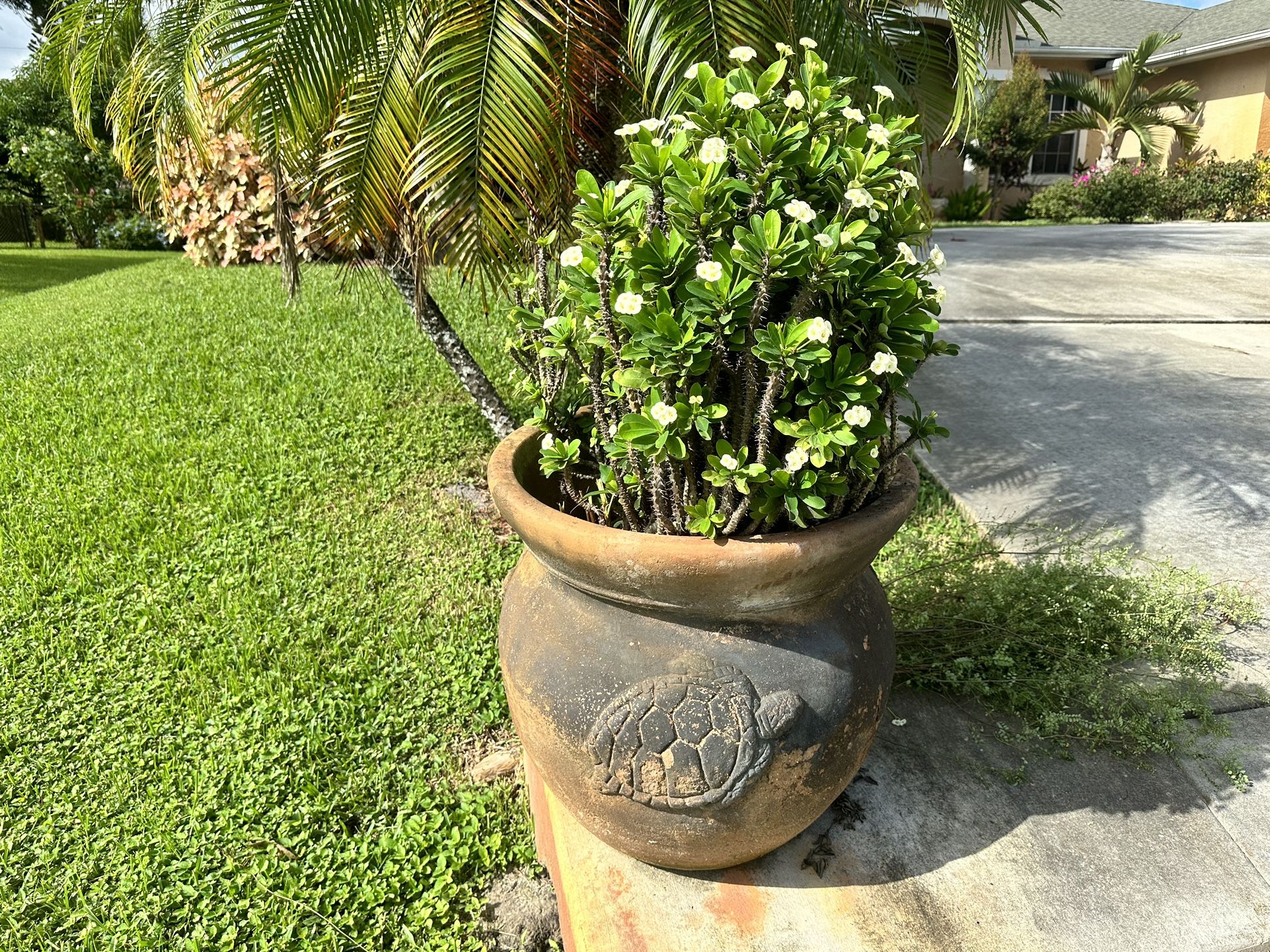 Stunning Crown Of Thorn Plant In Turtle Pot