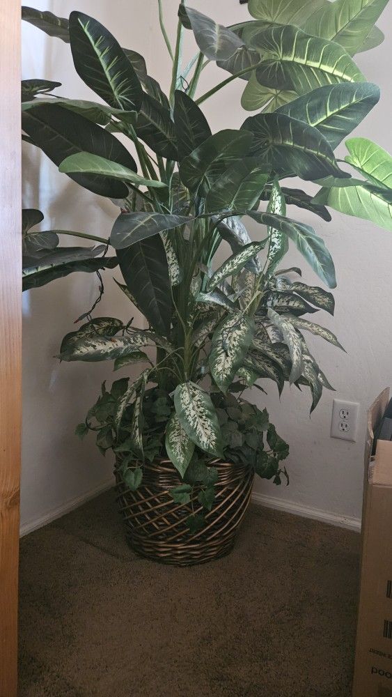 House Plant
