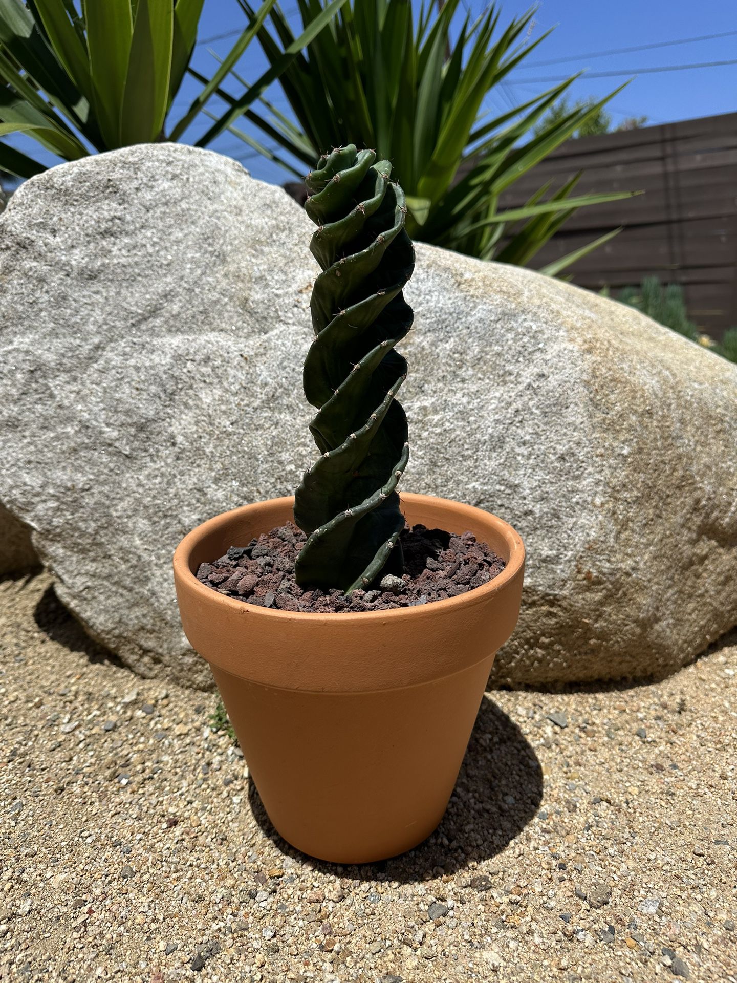 Spiral Cactus (For Mother’s Day) $75