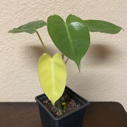 Philodendron Burle Marx Plant 4” Pot 