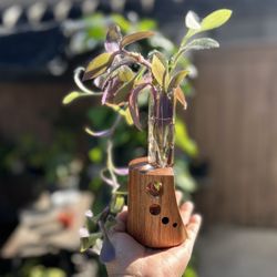 Indoor Plants Tradencantia Purple Heart Plant Or Your Choosing