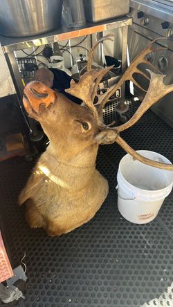 Cabesa de venado
