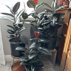 Planta Muy Saludable 