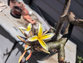 Plumeria Plant Large Pot 8 Tips