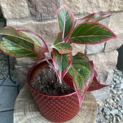 Red Aglaonema Plant