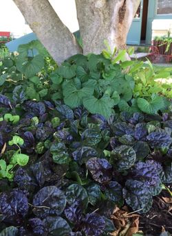 Ajuga (Perennial)