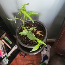 Sygnolium Goose Foot Arrowhead Plant Rare