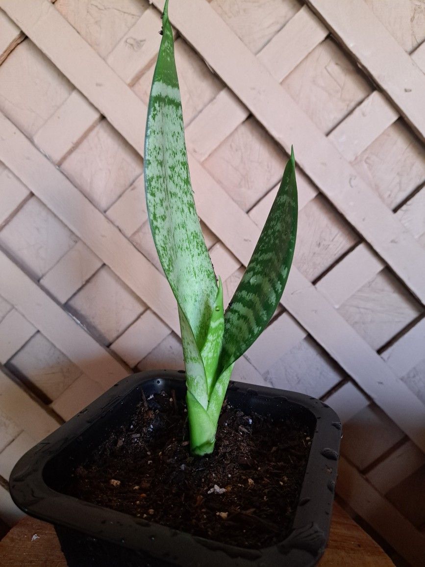 Baby Snake Plant