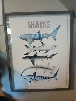 Shark picture