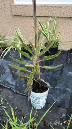 Kalanchoe Plant in Small Pot