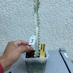 Euphorbia Lactea 