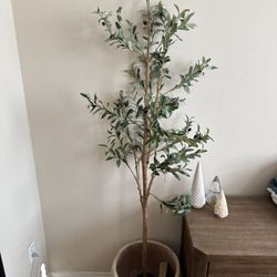 Olive Tree With Pot