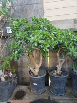 Se venden plantas de jade grandes $30  y medianas  $25