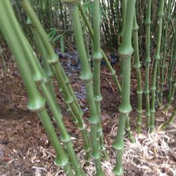 Bamboo “ Chinese Walking Stick” 