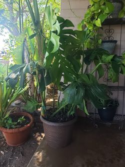 2 Big Split leaf Philodendron $150 OBO...for both