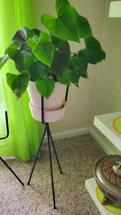 Plant Stand