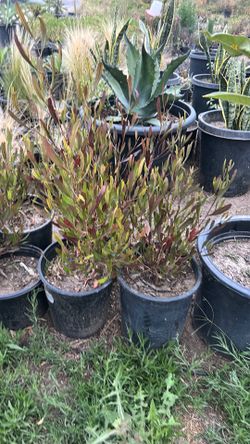 Dodonea plant