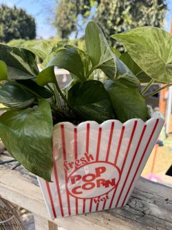 Medium Pothos In Popcorn Planter